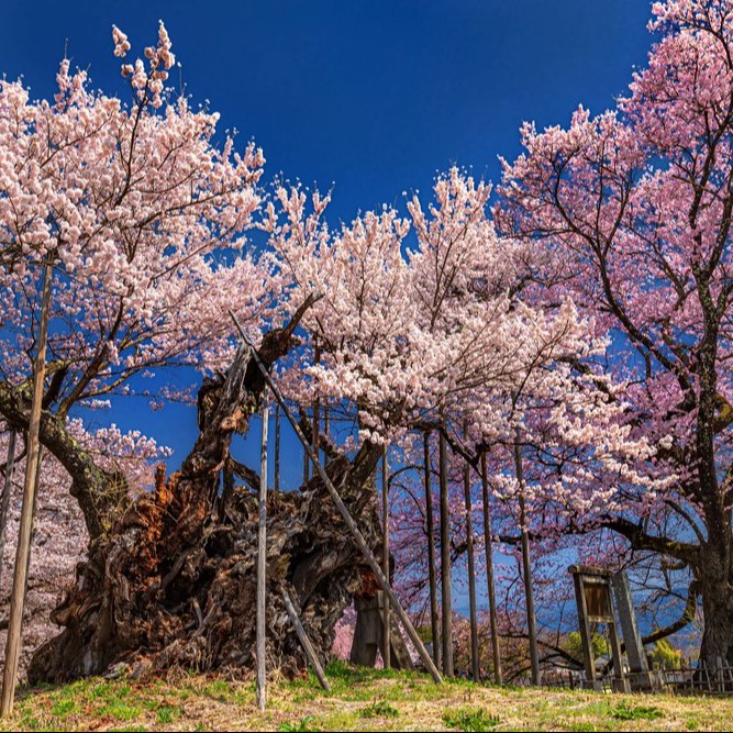Yamataka Jindai cherry tree in Yamanashi