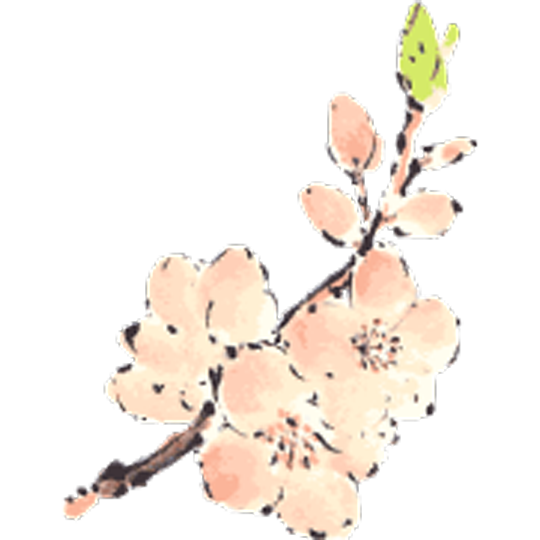 cherry blossom icon