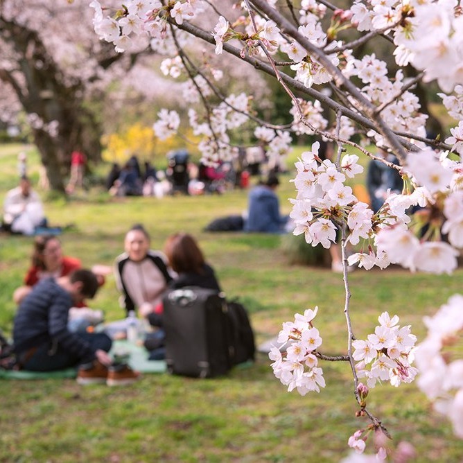 cherry-blossom_hanami